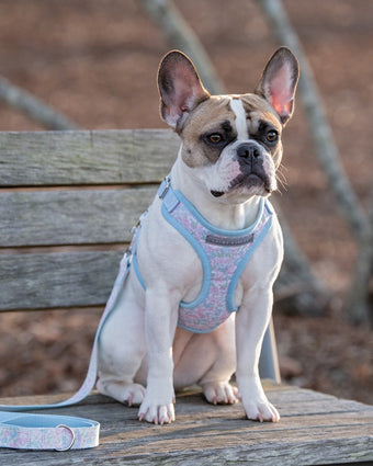 Ainsley Floral 2pc Harness and Leash Set on a French bulldog sitting on a bench